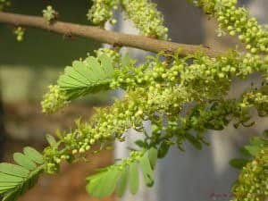 Amla (Indiase kruisbes)