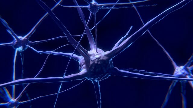 neuron, zenuwcel