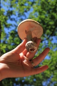 paddenstoel in de hand