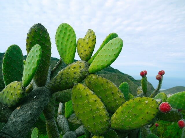  Cactusvijg