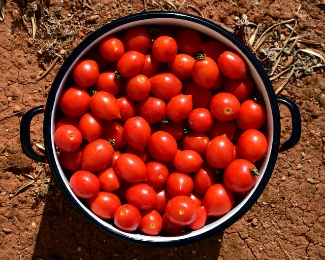  Tomaten in de pot