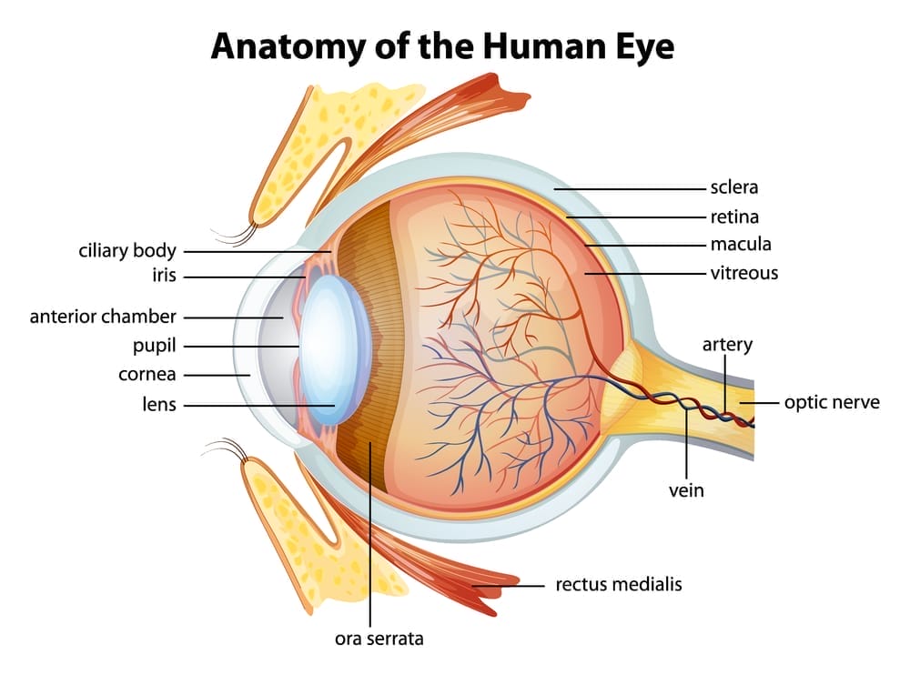  diagram van het menselijk oog
