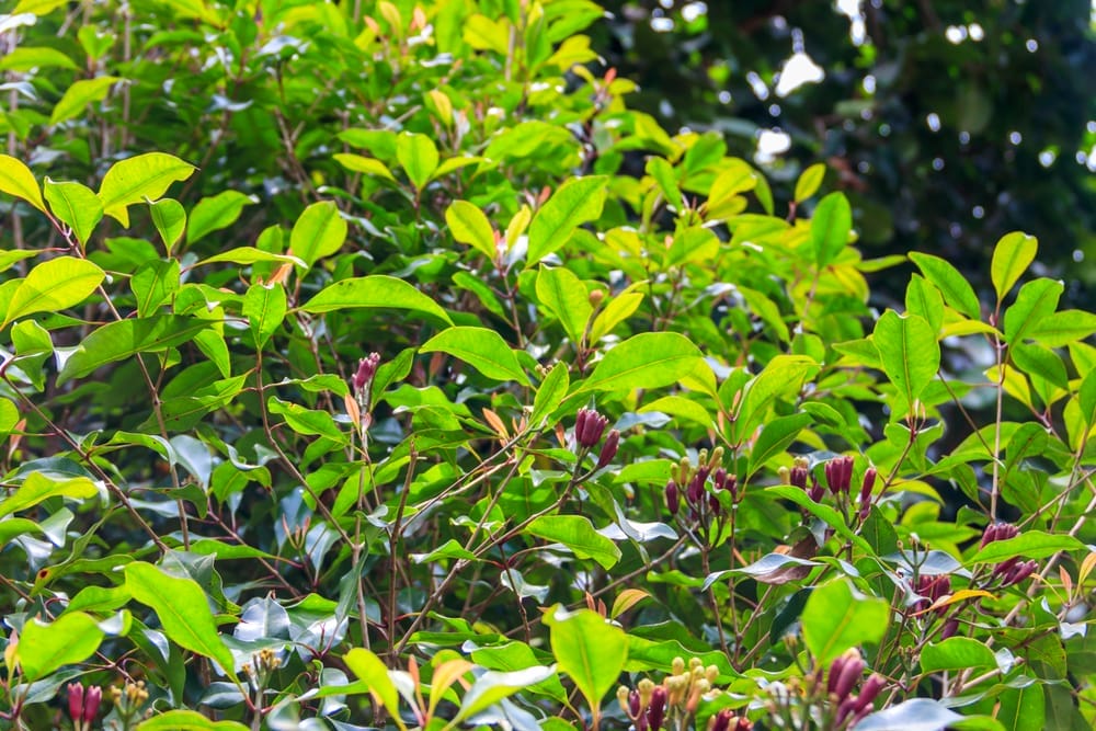Geurstokje (Syzygium aromaticum)